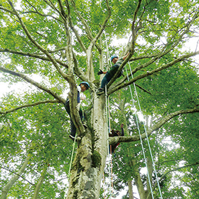 Try tree climbing