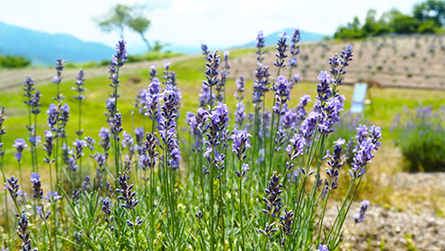 Echigo Herb Fragrance Park Irihirose